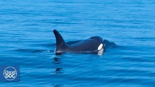 Mar Mediterraneo  Documental Parte 1 [upl. by Nordna]