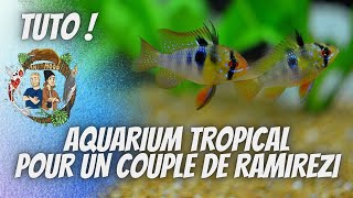 UN AQUARIUM TROPICAL POUR UN COUPLE DE RAMIREZI  TRUCS amp ASTUCES  ANI MOOD [upl. by Jovitta]