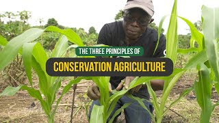 CONSERVATION AGRICULTURE  The Three Principles [upl. by Joshuah]