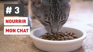 Comment nourrir parfaitement mon chat [upl. by Schmitt]