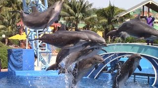 Dolphin Adventures Full Show  SeaWorld Orlando  February 26 2023 [upl. by Aillicirp]