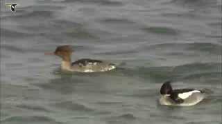 Redbreasted Merganser pair [upl. by Nodyarb]