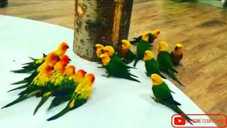 Birds Funny War  Sun Conure Vs Jandy Conure [upl. by Kirtley]