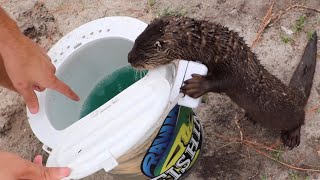 Training BABY Otter To Hunt Fish [upl. by Minny]