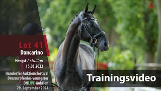 Auktionsfestival Training Lot 41 Dancarino Hengst v Dimaggio Black  Escolar [upl. by Lauber843]