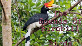 The Sounds of Hornbill Birds [upl. by Zysk]