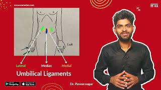 Umbilical Ligament  NEET PG 2023 Recall  Dr Pawan nagar [upl. by Zil]