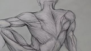 Figure Drawing Lessons 68  Anatomy Drawing For Artists  Drawing Human Anatomy [upl. by Nicole]