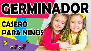 Cómo HACER un GERMINADOR CASERO🌱☀️de semillas PARA NIÑOS👧🏻 ►FÁCIL EXPERIMENTO◀ 👉🏻CARAOTAS o frijoles [upl. by Sollie]