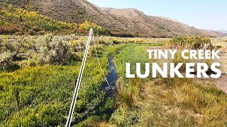 What Are These BIG TROUT Doing in Such a Tiny Creek Tenkara Fly Fishing [upl. by Enilra]