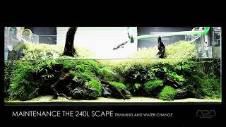 MAINTENANCE ON OUR 240l AQUASCAPE  TRIMMING AQUARIUM PLANTS AND MOSS AT GREEN AQUA [upl. by Atekan]