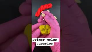 Primer molar superior lacintapd dentista protesisdental puntodental anatomy adn [upl. by Tegdig]