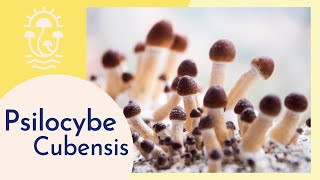 Psilocybe Cubensis Meet the Psychedelic Mushroom [upl. by Aennil]