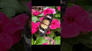 Butterflies Of Krohn Conservatory [upl. by Berey130]