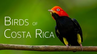 Exploring the Birdlife in the Cloud Forests  Birds of Costa Rica [upl. by Anaile]