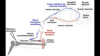 Le réflexe myotatique et linnervation réciproque des muscles antagonistes  le réflexe achiléen [upl. by Adlihtam]