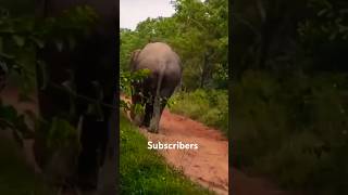 Nalpad estate today near Ballupet sakaleshpur taluk Bheema 🐘 [upl. by Hetti]