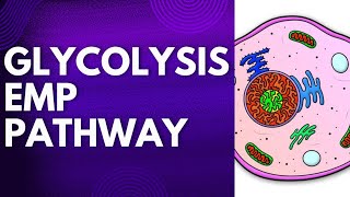 GLYCOLYSIS  EMP PATHWAY  RESPIRATION  METABOLISM  PLANT PHYSIOLOGY botany botanylifescience [upl. by Dawkins]