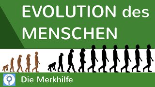 Evolution des Menschen  einfach erklärt  Wasseraffen amp Savannentheorie  Evolution 25 [upl. by Atirma]