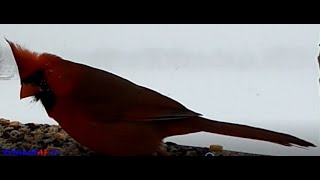 Cardinals Singing Calm Relaxing Music Video [upl. by Bolton711]