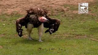 Vultures at Feeding Time  Cincinnati Zoo [upl. by Anomahs968]