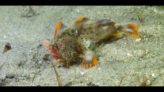 Stunning new video of rare Red Handfish launches research funding appeal [upl. by Nylavad]