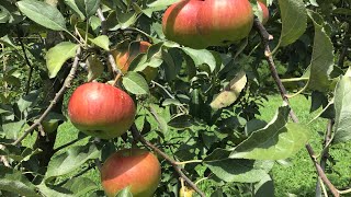 The Problem with Disease Resistant Apple Trees [upl. by Finnigan]