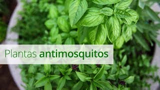 Plantas antimosquitos cuidados y características [upl. by Aiouqahs]