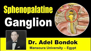 Sphenopalatine Pterygopalatine Ganglion Dr Adel Bondok [upl. by Eilrahs]