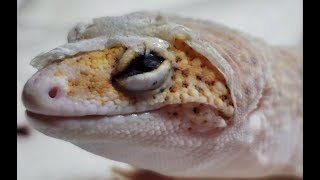 How Leopard Geckos Go BLIND  The Most Common Way  Skin In Eye Close Up [upl. by Airtal521]