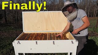 🔵Long Hive Beekeeping Episode 1 [upl. by Oluap]