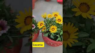 Gazania Flower Plant  Winter flowering plant [upl. by Sarad]