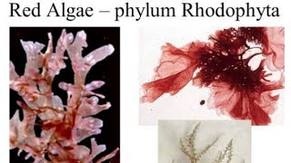 Red Algae  Rhodophyta  Plant like protists algae [upl. by Phonsa450]