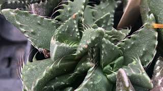 Faucaria tuberculosa MG1505 Full video [upl. by Auqinal]