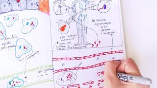 Physiopathologie de la fièvre typhoide [upl. by Aiker291]