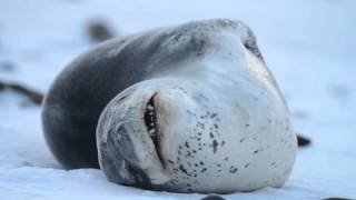 Leopard Seal clonking [upl. by Neenaej]