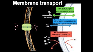 Membrane transport [upl. by Nyleimaj138]