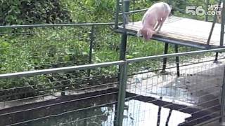 Pigs Diving Show Hilarious 胖嘟嘟 白白胖胖的猪猪 跳水秀 [upl. by Gefen]