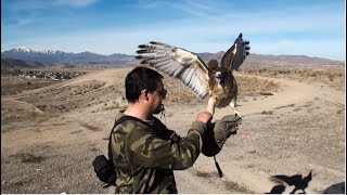 Falconry Preventing redtail aggression [upl. by Gundry]