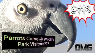 Reaction to Cursing Parrots at Wildlife Park [upl. by Acalia]