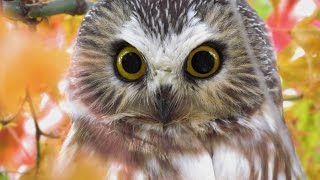 Northern Sawwhet Owl [upl. by Hamehseer122]