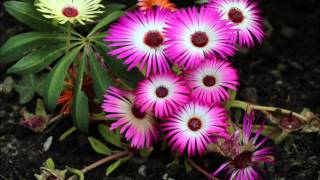 IJsbloemen Dorotheanthus Livingstone daisy [upl. by Vieva]