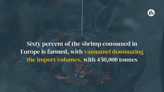 Shedding light on European shrimp demand  The short of it [upl. by Notlil]