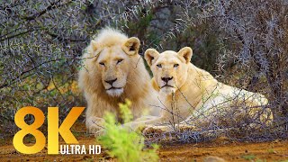 Amazing Wildlife of Sanbona Wildlife Reserve  8K Relaxation Film amp Sounds of Africa [upl. by Anelram]