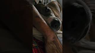 Early morning snuggle time dog doglover sweetdog snuggletime goodtimes gooddog shortvideo [upl. by Mauchi]