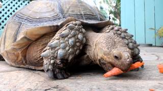 Sulcata tortoise pet eating carrotHD [upl. by Mullane427]