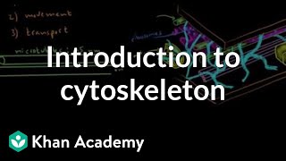 Introduction to cytoskeleton  Cells  MCAT  Khan Academy [upl. by Brina409]