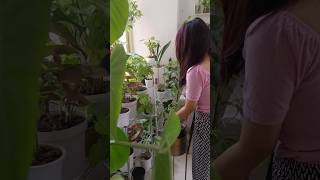 Schefflera Plant care gardening shorts schefflera plants gardeningtips [upl. by Wilfred]