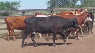 LOTE V14  09 VACAS DE INVERNAR CRUZADAS  384 KG [upl. by Desberg]