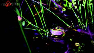 Litoria aurea  the green and golden bell frog [upl. by Arick]